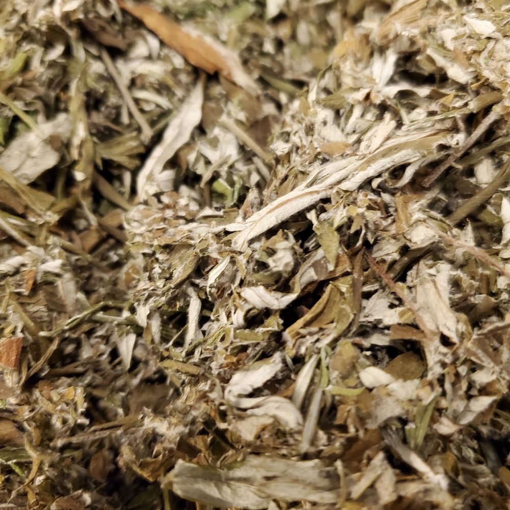 Locally Foraged Dried Mugwort - Artemesia Vulgaris